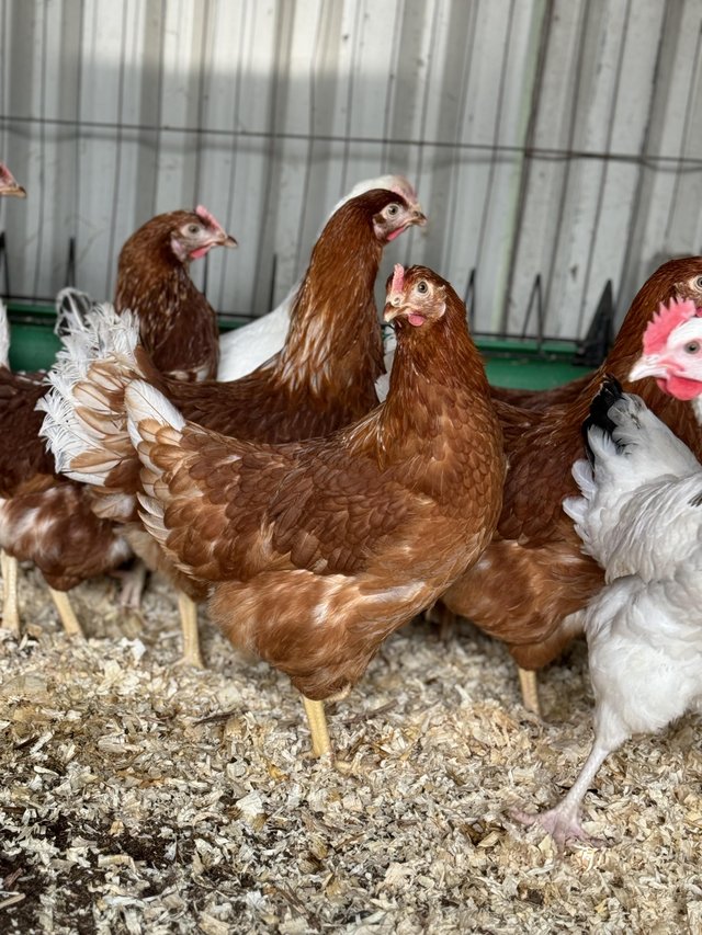 Preview of the first image of Red Laying Hens almost POL.