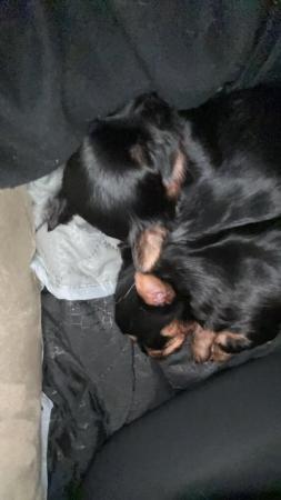 Image 1 of Yorkshire miniature terrier puppies