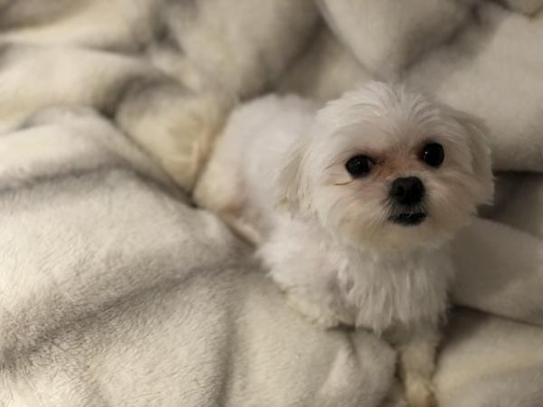Image 5 of 4year old kc Maltese female for sale