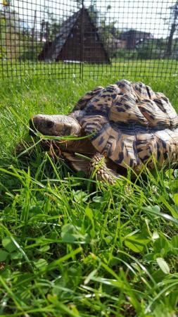 Image 4 of Leopard tortoise believe to be male
