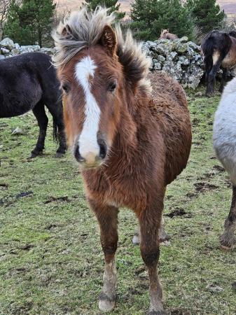 Image 1 of Yearling chestnut c filly