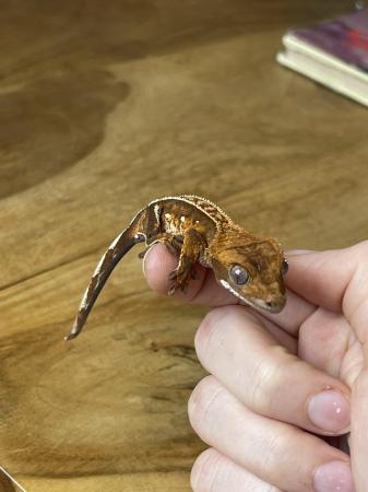 Image 8 of High Quality Tricolor juvie Crested Gecko with portholes
