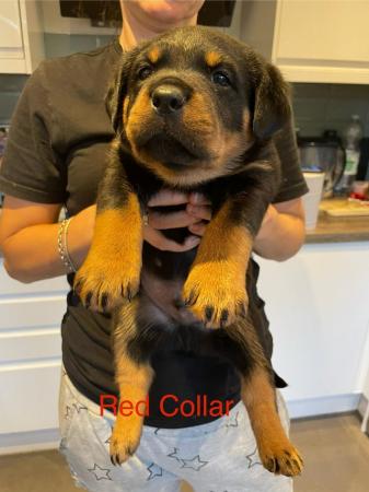 Image 13 of Rottweiler Puppies Ready to Leave Now