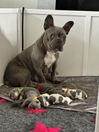 Image 2 of 5 Stunning French bulldogs lilac tan blue pied