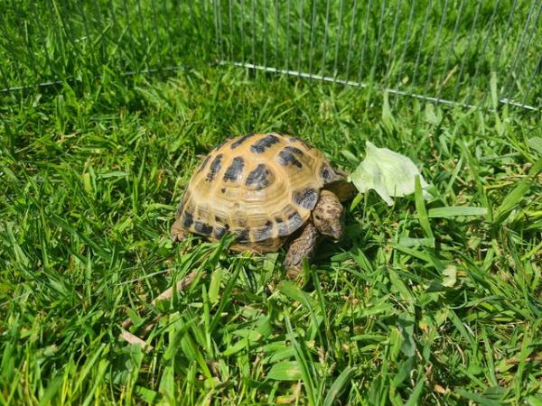 Image 2 of 4 year old Horsefield tortoise male, lives outside
