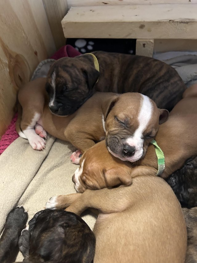 Preview of the first image of Microchipped bullmastiff x staff puppies.