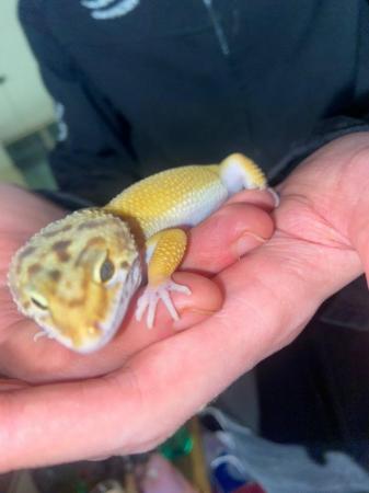 Image 2 of 2 year old super hypo leopard gecko
