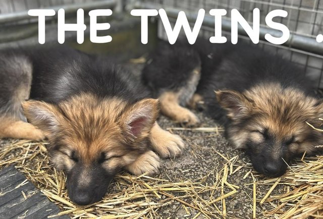 Preview of the first image of German Shepherd Puppies Stunning.