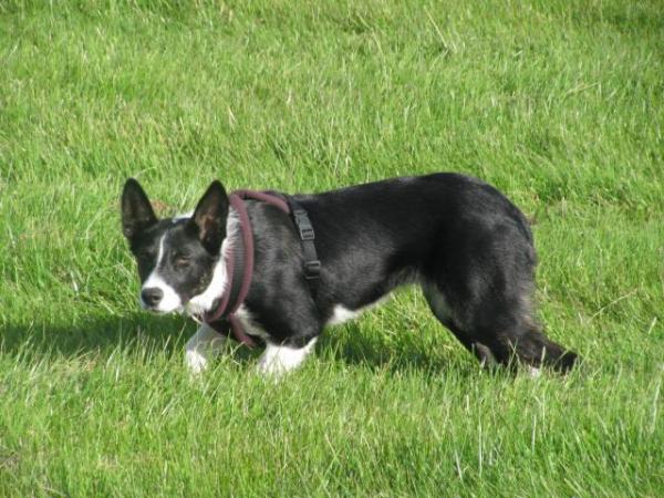 Image 4 of Border Collie for Rehoming