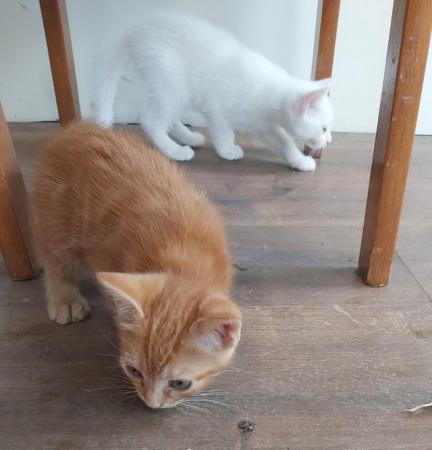 Image 6 of 2 stunning kittens available now one ginger one white