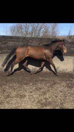 Image 1 of Lovely thoroughbred filly