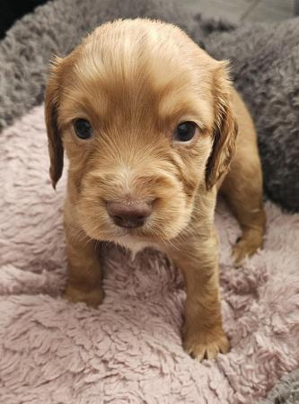 Image 10 of READY NOW!!! KC REGISTERED WORKING COCKER SPANIELS