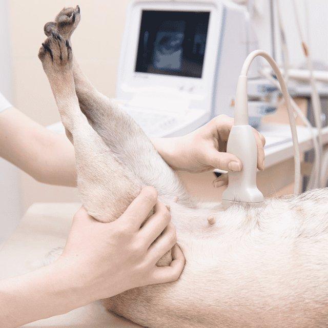 Preview of the first image of Ultrasound Dog Canine Pregnancy Scan.