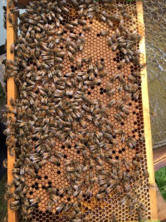 Image 17 of Bee Nucs overwintered 2024 for sale