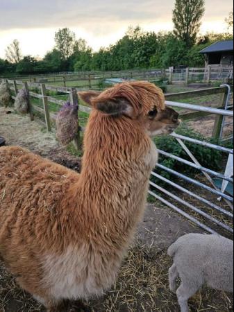 Image 6 of Two Friendly Alpacas for sale!