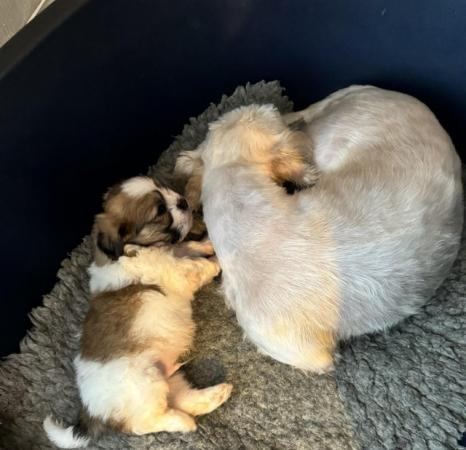 Image 5 of For sale Lhasa apso boy puppy