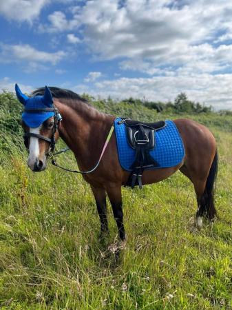 Image 40 of 10-13hh Lead Rein, Ridden Mare, Projects, Pets, Cobs, Welsh.