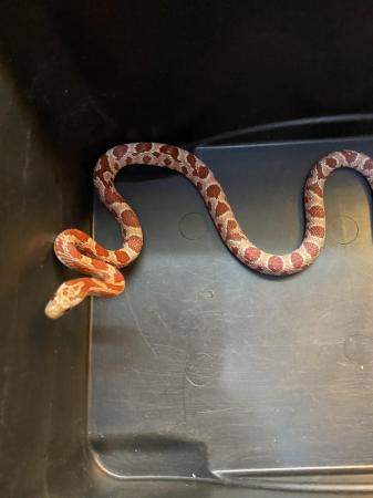 Image 5 of Hypo corn snake Male £60
