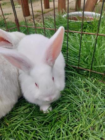 Image 1 of New Zealand white rabbits. Lovely big rabbits, available now