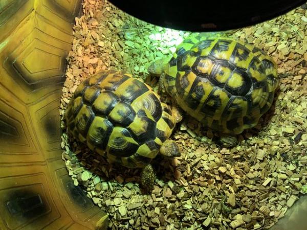 Image 1 of Herman Tortoises 1 male 1 female 4 years ol