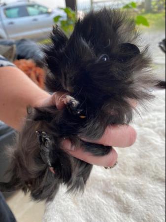 Image 8 of Funky longhaired baby guinea pigs