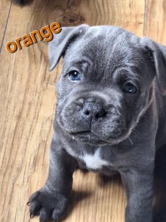 Image 9 of Blue staffy puppies mixed litter