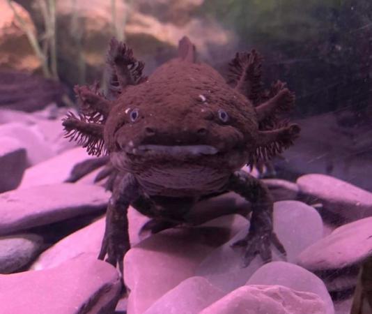Image 3 of axolotl about 4 months old