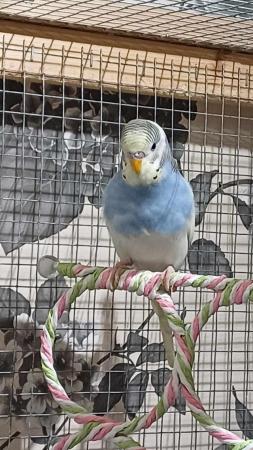 Image 6 of 1 young MALE budgie for sale