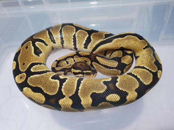 Image 1 of Enchi fire royal/ball python