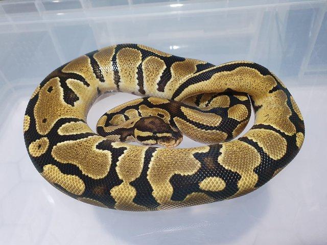 Preview of the first image of Enchi fire royal/ball python.