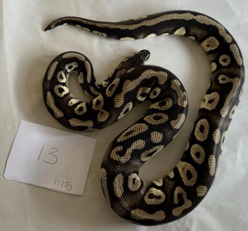 Image 4 of Ball pythons, selling whole collection plus vivs