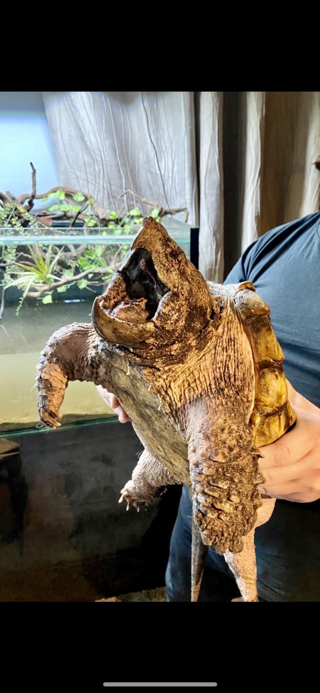 Preview of the first image of Re-homing all snapping turtles.