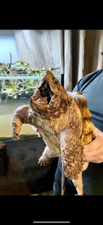 Image 1 of Re-homing all snapping turtles