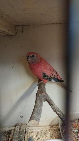 Image 3 of SMALL BIRDS WANTED, FINCHES, CANARY'S, BUDGIES, ETC