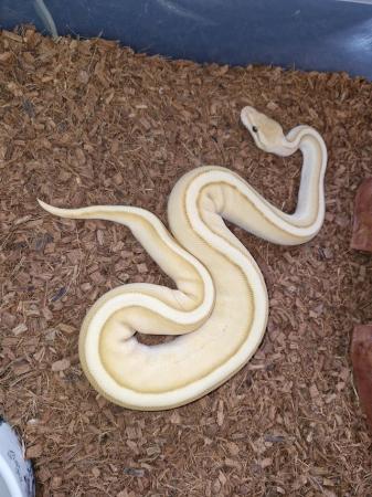 Image 3 of Banana Butter Genetic Stripe male royal python