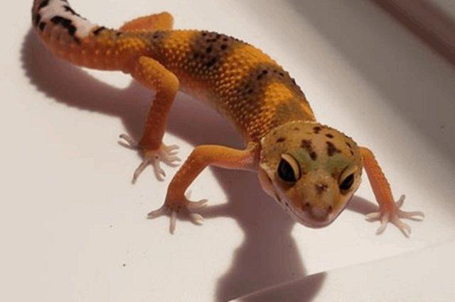 Image 6 of ****loads of leopard gecko now available****other geckos too