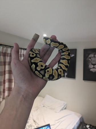 Image 3 of Gorgeous baby royal python