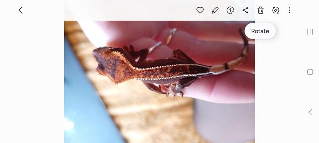 Image 5 of Full Pinstripe Harlequin Crested Gecko 3.23g 6 Months