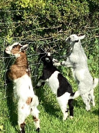 Image 1 of Entire male baby Pygmy goats