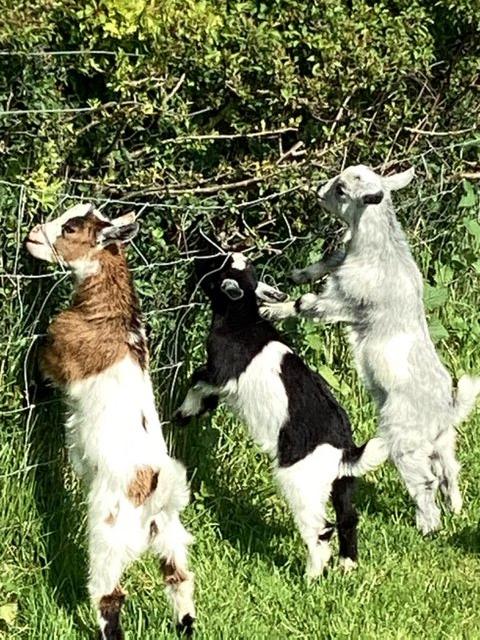 Preview of the first image of Entire male baby Pygmy goats.