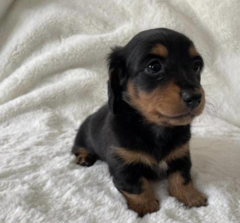 Image 2 of Long Haired Miniature Dachshund Puppies