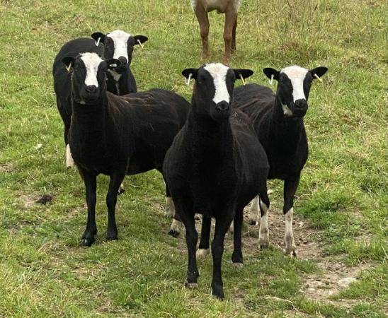 Image 1 of Balwyn Ewes pure bred but unregistered