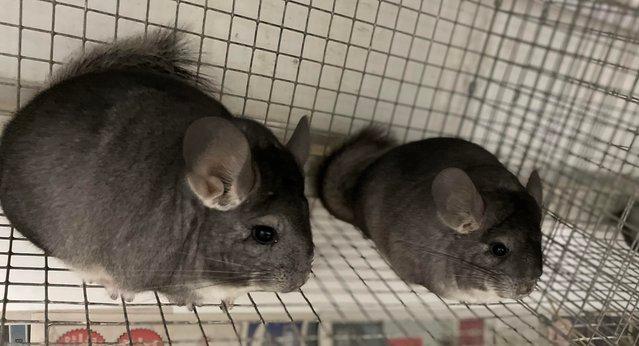 Image 13 of Chinchillas for sale in Staffordshire