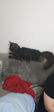 Image 8 of Maine Coon adult female for sale