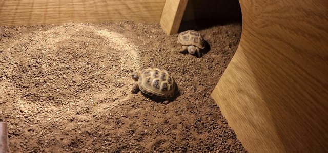 Image 3 of 2 tortoises for sale with complete set up!