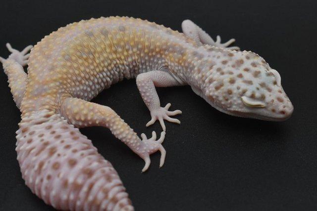 Preview of the first image of 1.4 Bold Bell Albino leopard Gecko group.