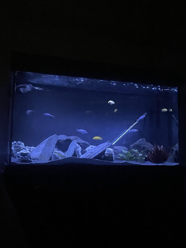 Preview of the first image of 252 litre fish tank and and filter and wave makers and heat.