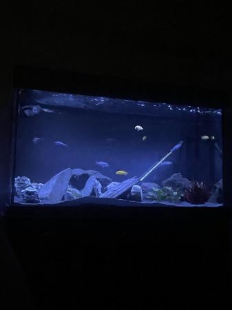 Image 1 of Cichlids and 252 litre fish tank and all decor and filter