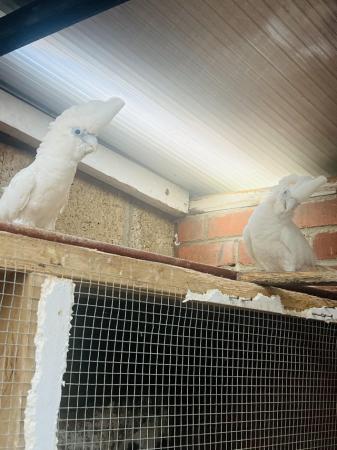 Image 6 of Proven Breeding pair of ducorps cockatoo