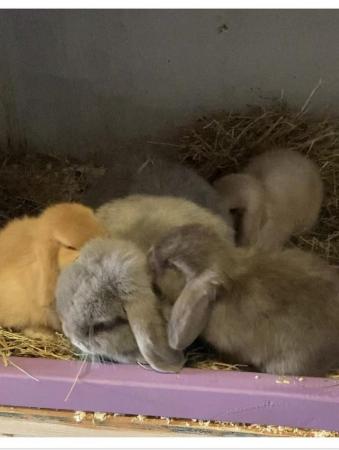 Image 3 of Adorable Mini Lop Rabbits